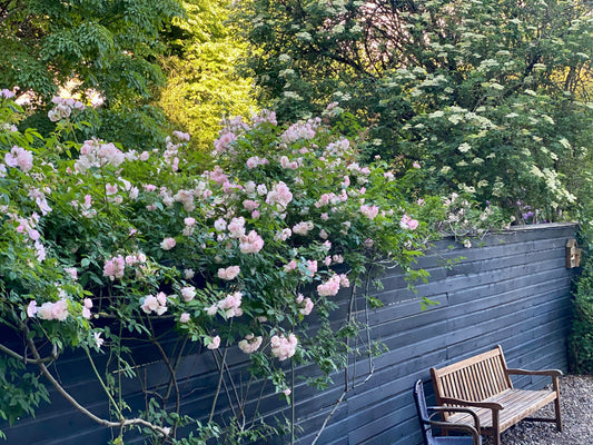 13-15 June | In Bloom: Gardens & Dutch Culture in Print
